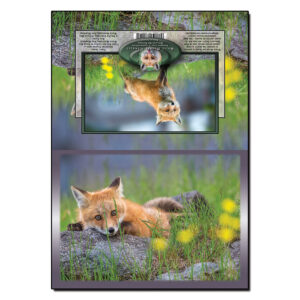 2079 - Note Card - Sugar Hill Fox