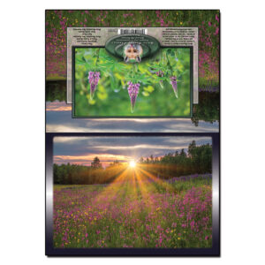 2080 - Note Card - Wildflower Sunset
