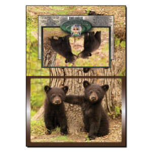 2082 - Note Card - Bear Cub Buddies