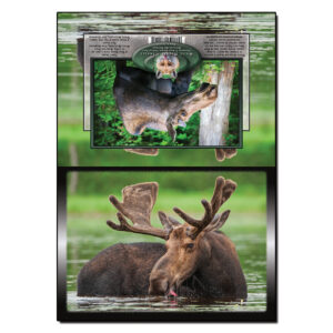 2087 - Note Card - Summer Moose