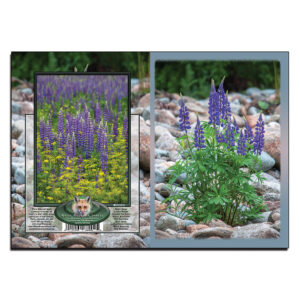2092 - Note Card - Lupines on the Rocks