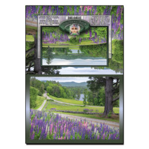 2094 - Note Card - Pearl Lake Lupine