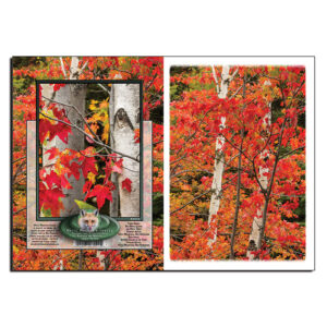 3018 - Note Card - Fall Color Birches