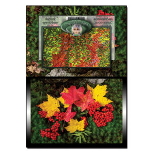 3019 - Note Card - Leaves and Moss