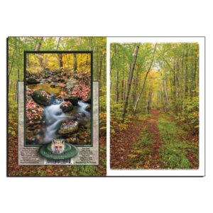3038 - Note Card - Early Autumn Forest Road