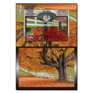3041 - Note Card - Autumn Trees and Fences