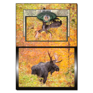 3058 - Note Card - Bull Moose Autumn