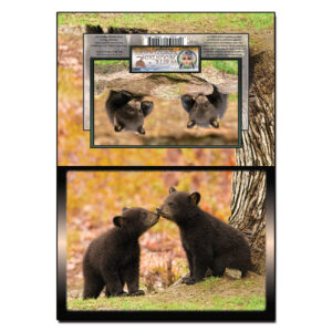 3065 - Note Card - Bear Cub Kisses