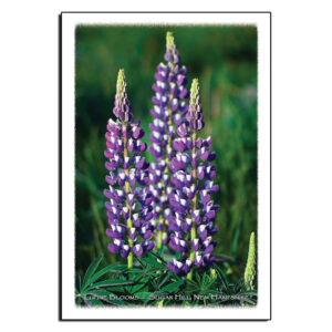 9028 - Postcard - Lupine Blooms