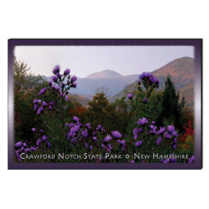 9040 - Postcard - Washington Wildflowers