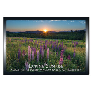 9080 - Postcard - Lupine Sunrise