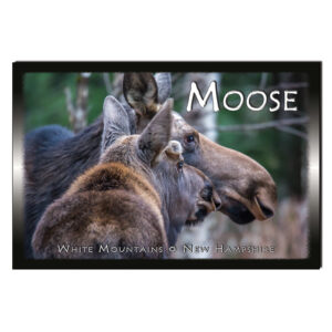 9093 - Postcard - Moose Pair