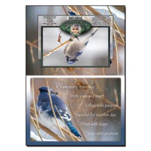 1041 - Note Card - Blue Jay