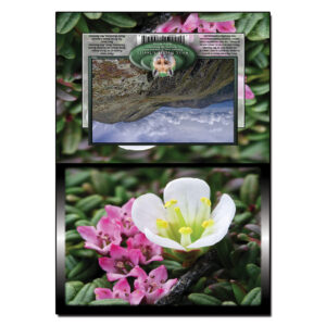 2002 - Note Card - Alpine Garden Flowers