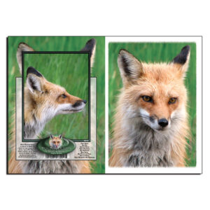 2018 - Note Card - Red Fox