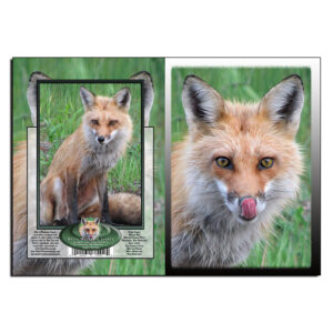 2019 - Note Card - Hungry Fox