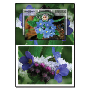 2027 - Note Card - Late Spring Snowfall