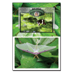 2030 - Note Card - Luna Moth
