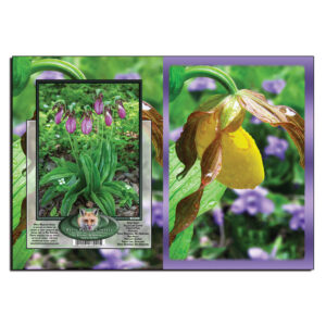 2048 - Note Card - Yellow Lady Slipper