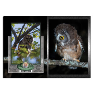 2049 - Note Card - Saw Whet Owl