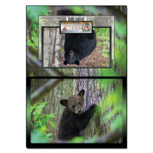 2103 - Note Card - Baby Bear