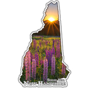 12109 - Sugar Hill Lupine Sunrise - 4" Vinyl Die-cut Sticker