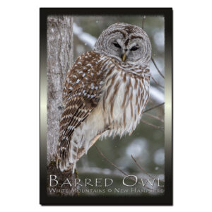 9241 - Postcard - Barred Owl
