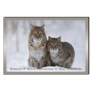 9243 - Postcard - Bobcats