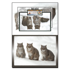 1052 - Note Card - Bobcat Family