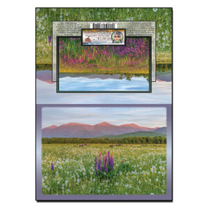 2109 - Note Card - Lupine Dandelion Alpenglow