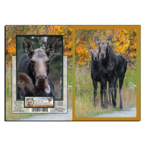 3068 - Note Card - Autumn Moose Pair